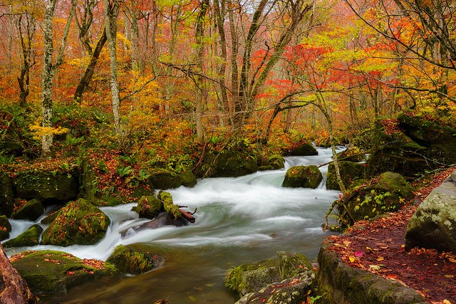oirase_stream_fall_foliage_aomori